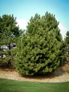 Сосна Чёрная (Pinus Nigra) купить по цене от 270.00р. в интернет-магазине «Посадика» с доставкой почтой в в Поронайске и по всей России – [изображение №1].