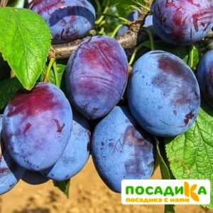 Слива Чачакская ранняя купить по цене от 229.00р. в интернет-магазине «Посадика» с доставкой почтой в в Поронайске и по всей России – [изображение №1].