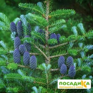 Пихта корейская (Abies koreana) купить по цене от 450.00р. в интернет-магазине «Посадика» с доставкой почтой в в Поронайске и по всей России – [изображение №1].