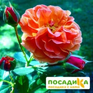 Роза Арабия купить по цене от 350.00р. в интернет-магазине «Посадика» с доставкой почтой в в Поронайске и по всей России – [изображение №1].