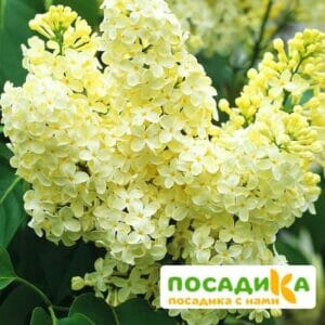 Сирень Примроуз (Primrose) купить по цене от 529.00р. в интернет-магазине «Посадика» с доставкой почтой в в Поронайске и по всей России – [изображение №1].