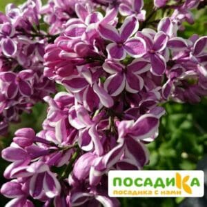 Сирень Сенсация купить по цене от 529.00р. в интернет-магазине «Посадика» с доставкой почтой в в Поронайске и по всей России – [изображение №1].