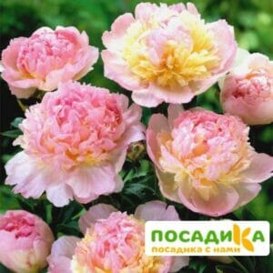 Пион Распберри Сандей (Paeonia Raspberry Sundae) купить по цене от 959р. в интернет-магазине «Посадика» с доставкой почтой в в Поронайске и по всей России – [изображение №1].