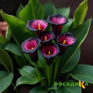 Калла Аура Лейс купить по цене от 400р. в интернет-магазине «Посадика» с доставкой почтой в в Поронайске и по всей России – [изображение №1].