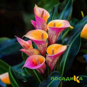 Калла Оникс купить по цене от 450р. в интернет-магазине «Посадика» с доставкой почтой в в Поронайске и по всей России – [изображение №1].
