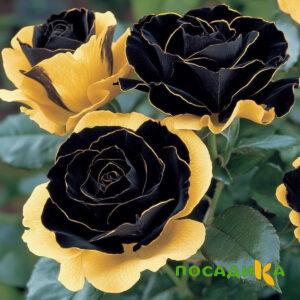 Роза Ханни Сикл купить по цене от 700р. в интернет-магазине «Посадика» с доставкой почтой в в Поронайске и по всей России – [изображение №1].
