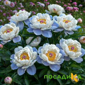 Пион акварельный Этюд купить по цене от 806р. в интернет-магазине «Посадика» с доставкой почтой в в Поронайске и по всей России – [изображение №1].
