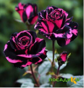 Роза Багровый Шепот купить по цене от 366р. в интернет-магазине «Посадика» с доставкой почтой в в Поронайске и по всей России – [изображение №1].
