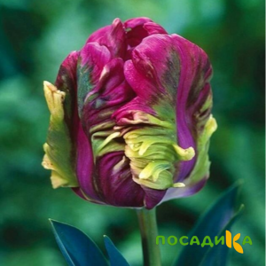Тюльпан Экзотик Хэвен купить по цене от 186р. в интернет-магазине «Посадика» с доставкой почтой в в Поронайске и по всей России – [изображение №1].