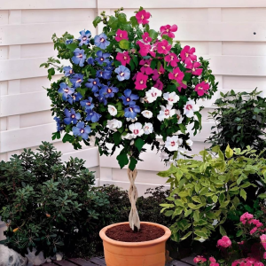 Гибискус-Дерево Триколор купить по цене от 289р. в интернет-магазине «Посадика» с доставкой почтой в в Поронайске и по всей России – [изображение №1].